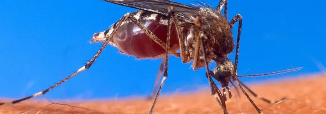 dengue